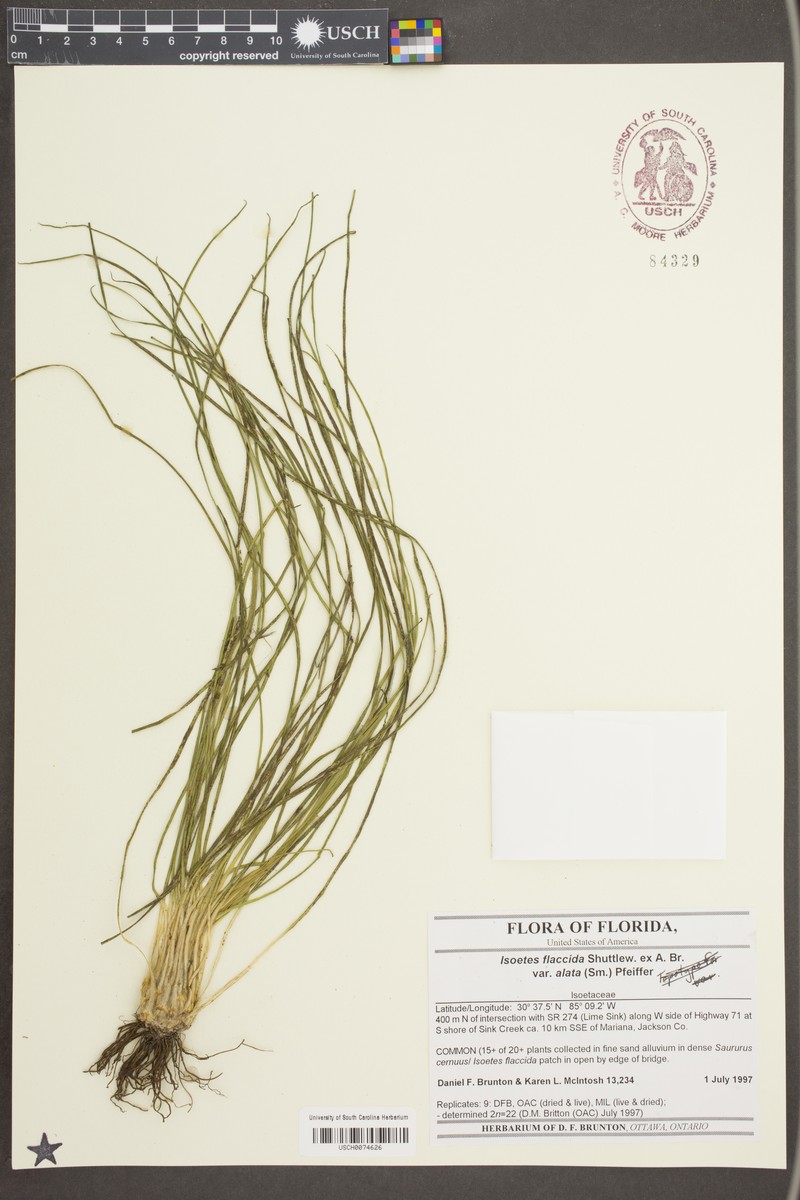 Isoetes flaccida var. alata photo 3
