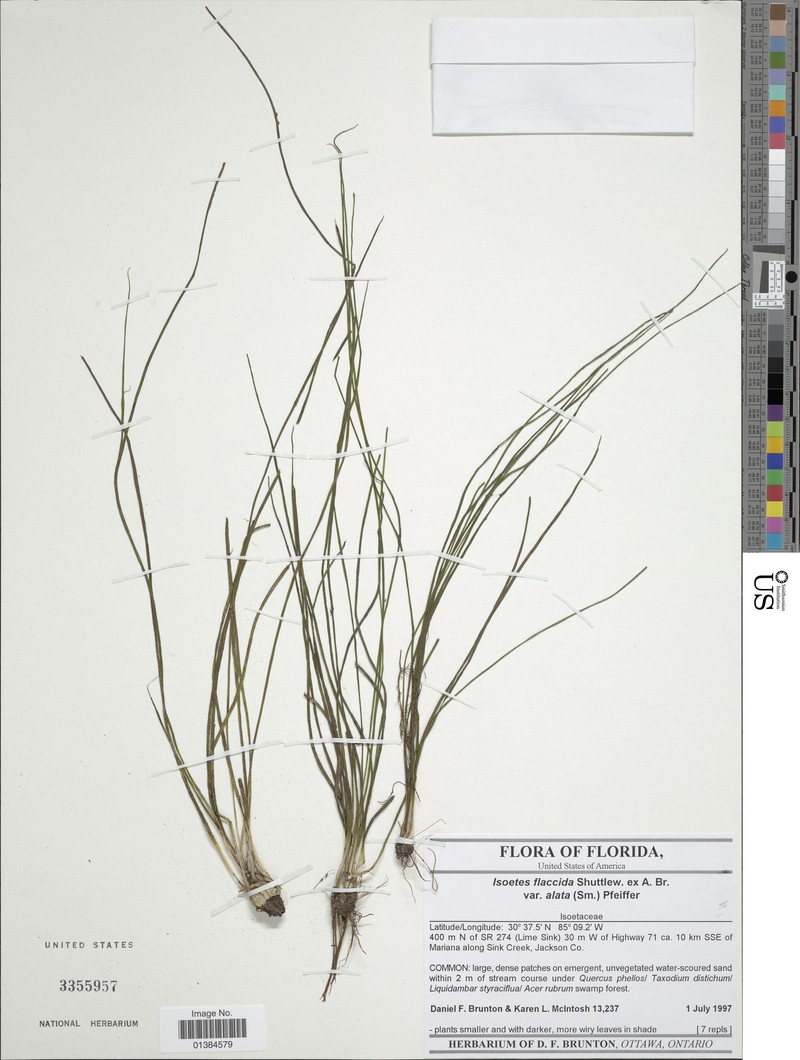 Isoetes flaccida var. alata