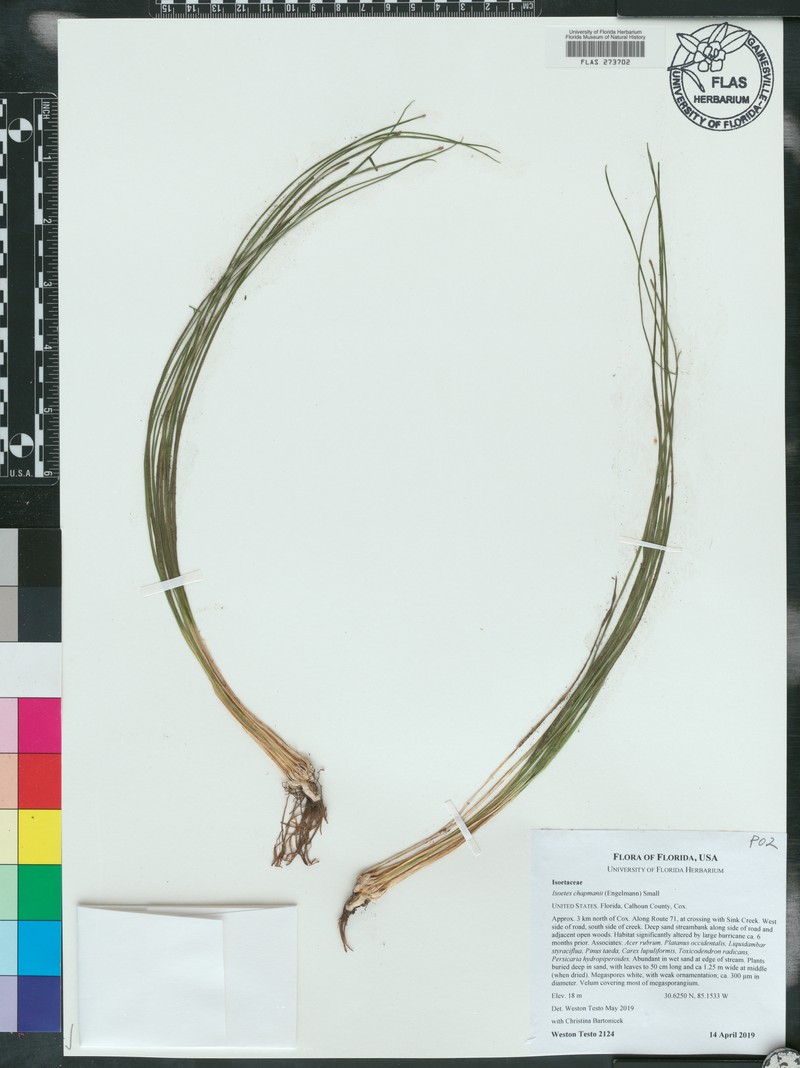 Isoetes flaccida var. chapmanii