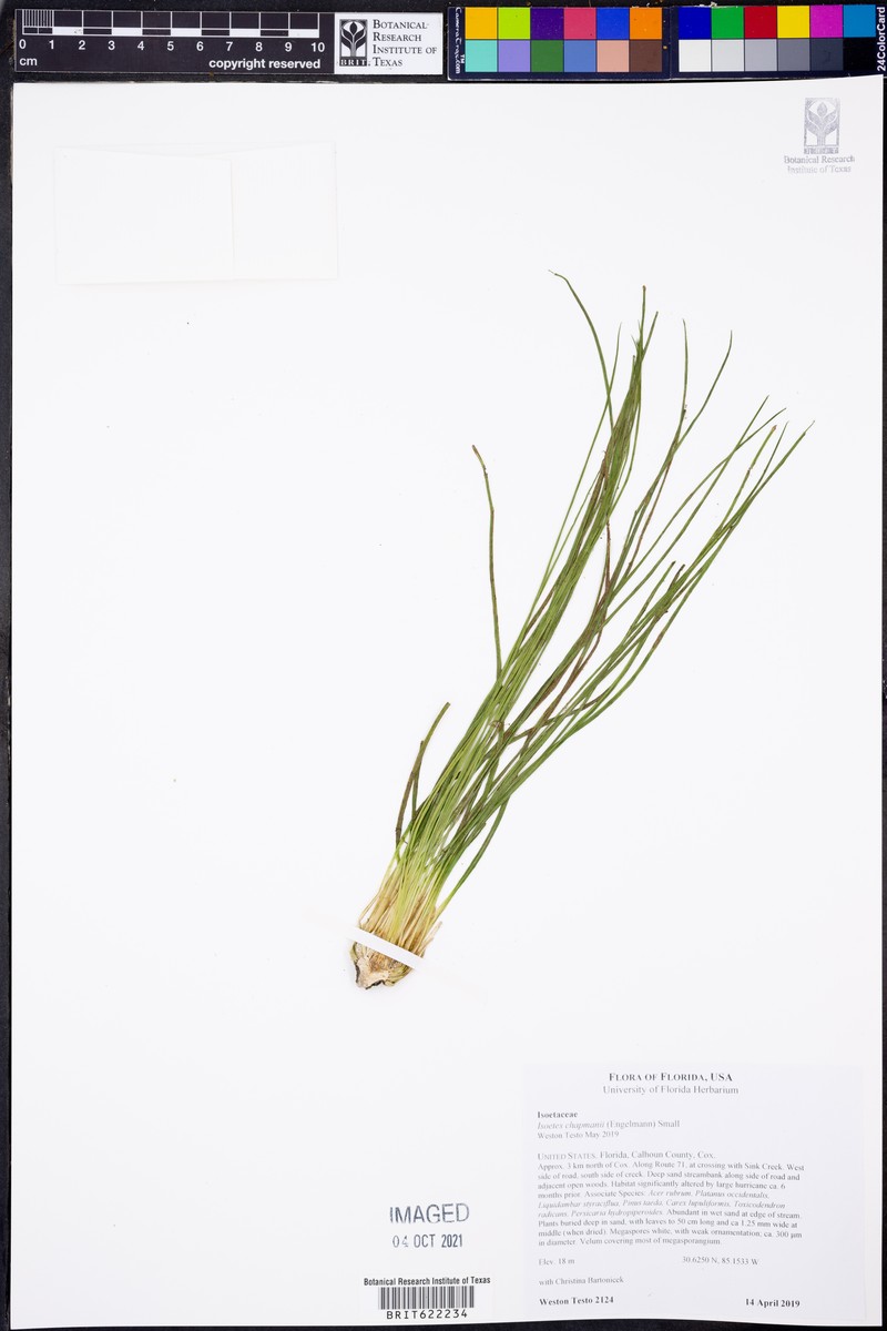 Isoetes flaccida var. chapmanii photo 2