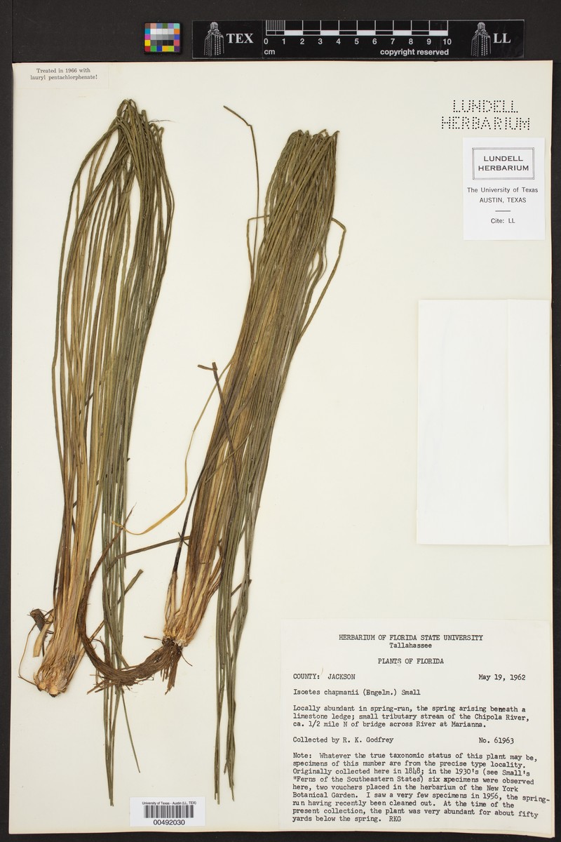 Isoetes flaccida var. chapmanii photo 3