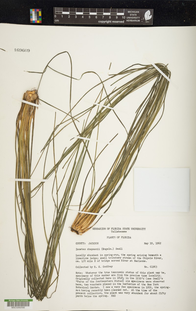 Isoetes flaccida var. chapmanii photo 5