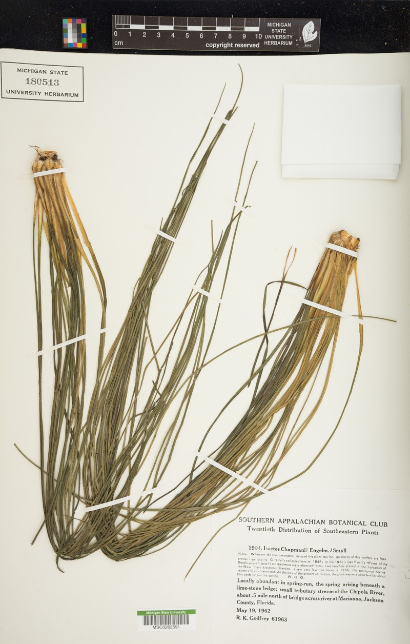 Isoetes flaccida var. chapmanii photo 6