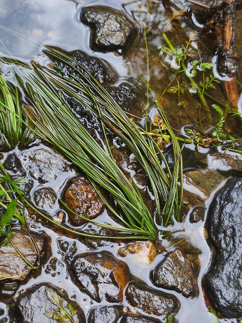 Isoetes fluitans