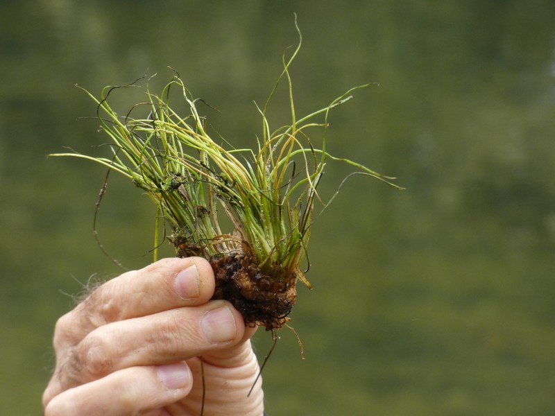 Isoetes fluitans photo 5