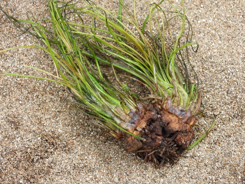 Isoetes fluitans photo 7