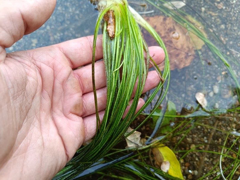 Isoetes fluitans photo 8