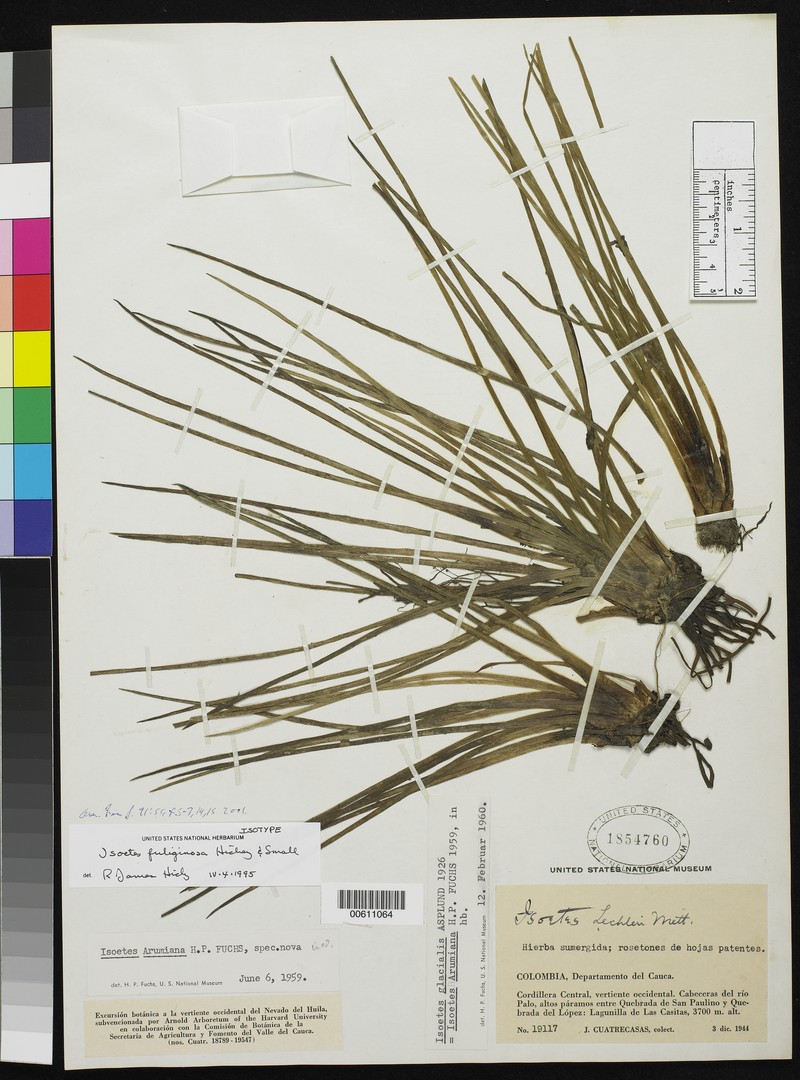 Isoetes fuliginosa