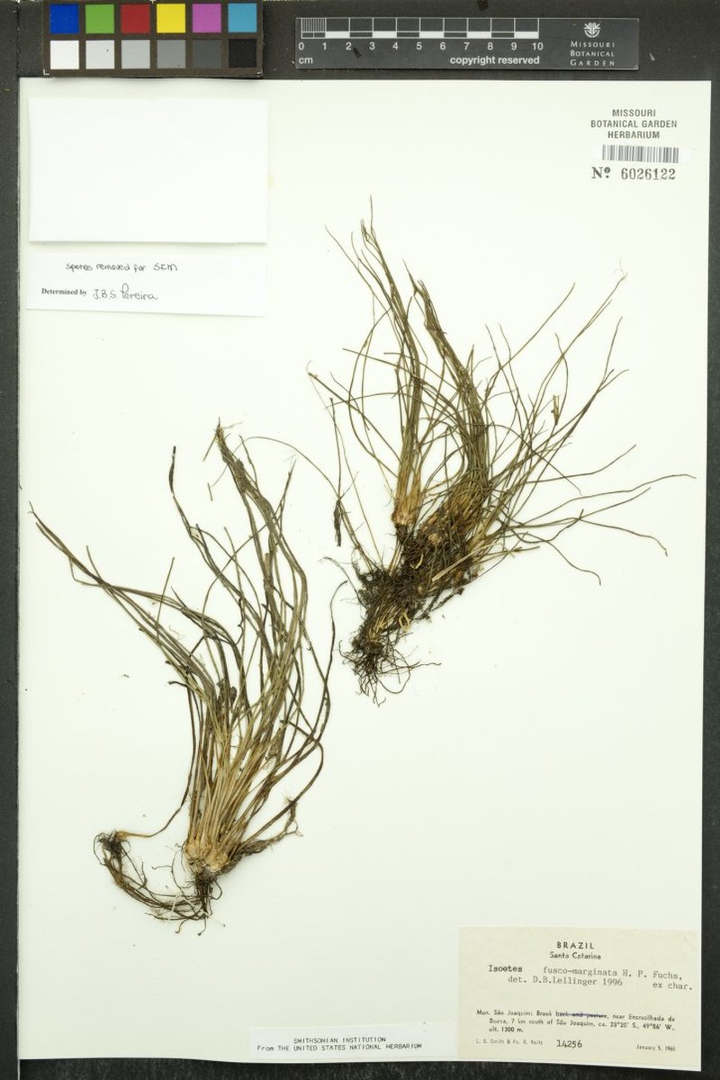 Isoetes fuscomarginata