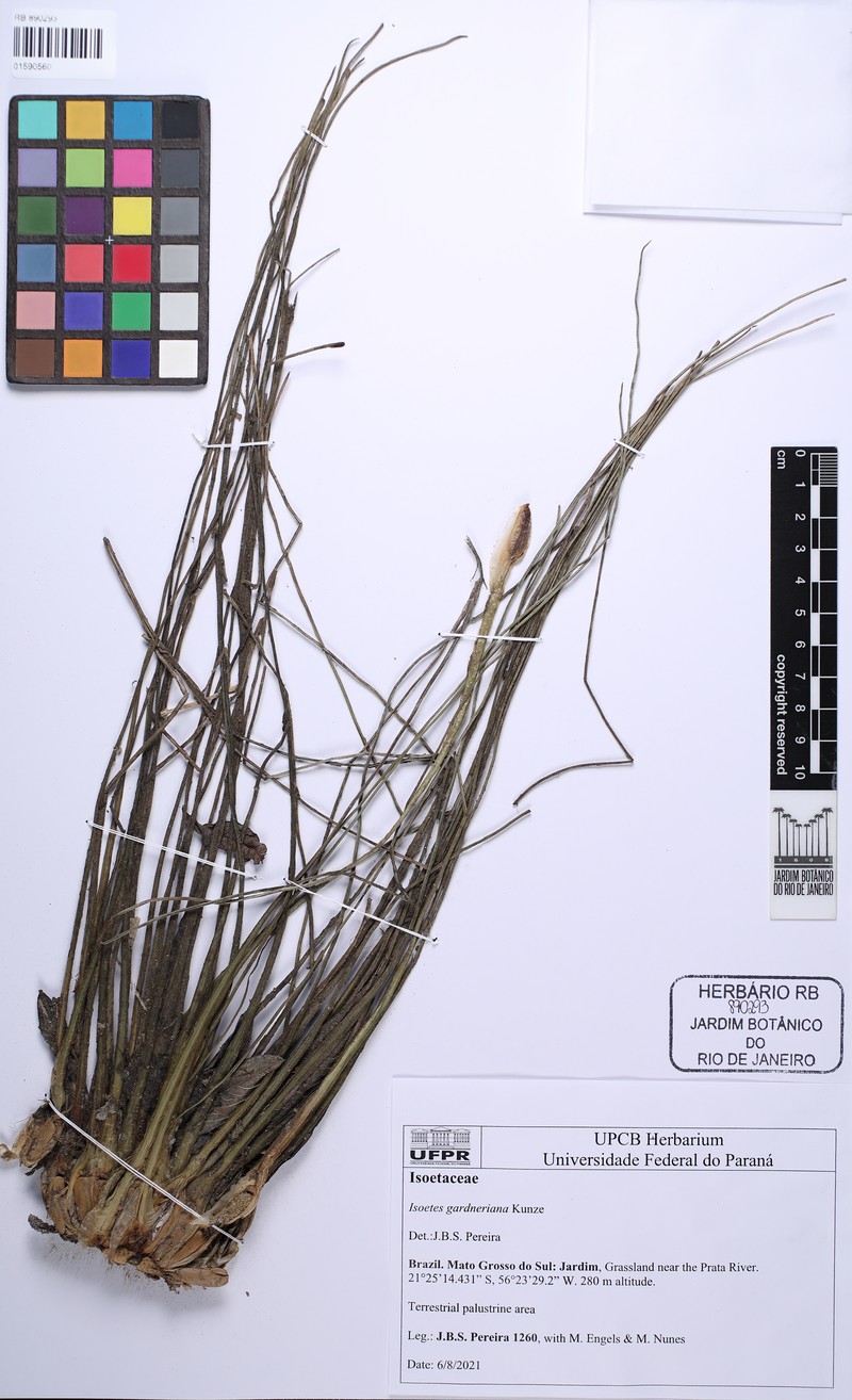 Isoetes gardneriana
