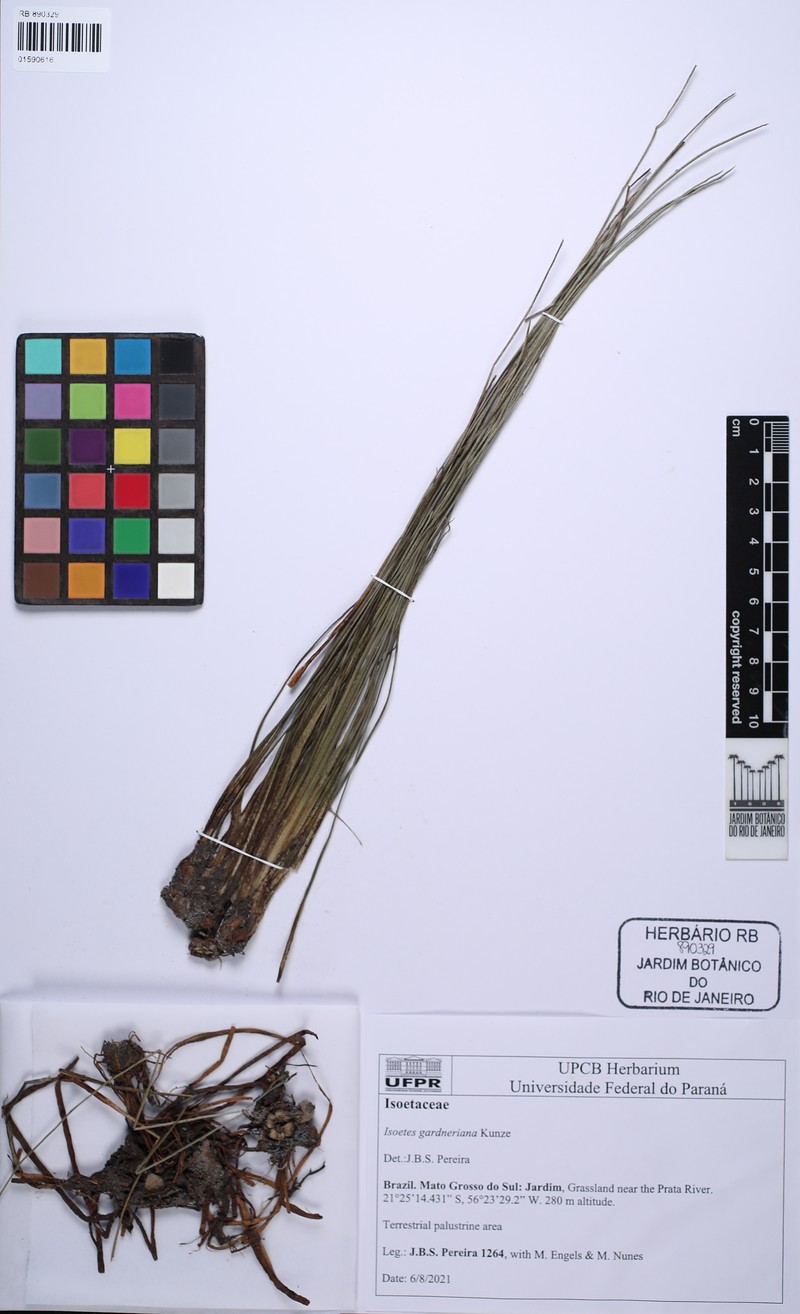 Isoetes gardneriana photo 2