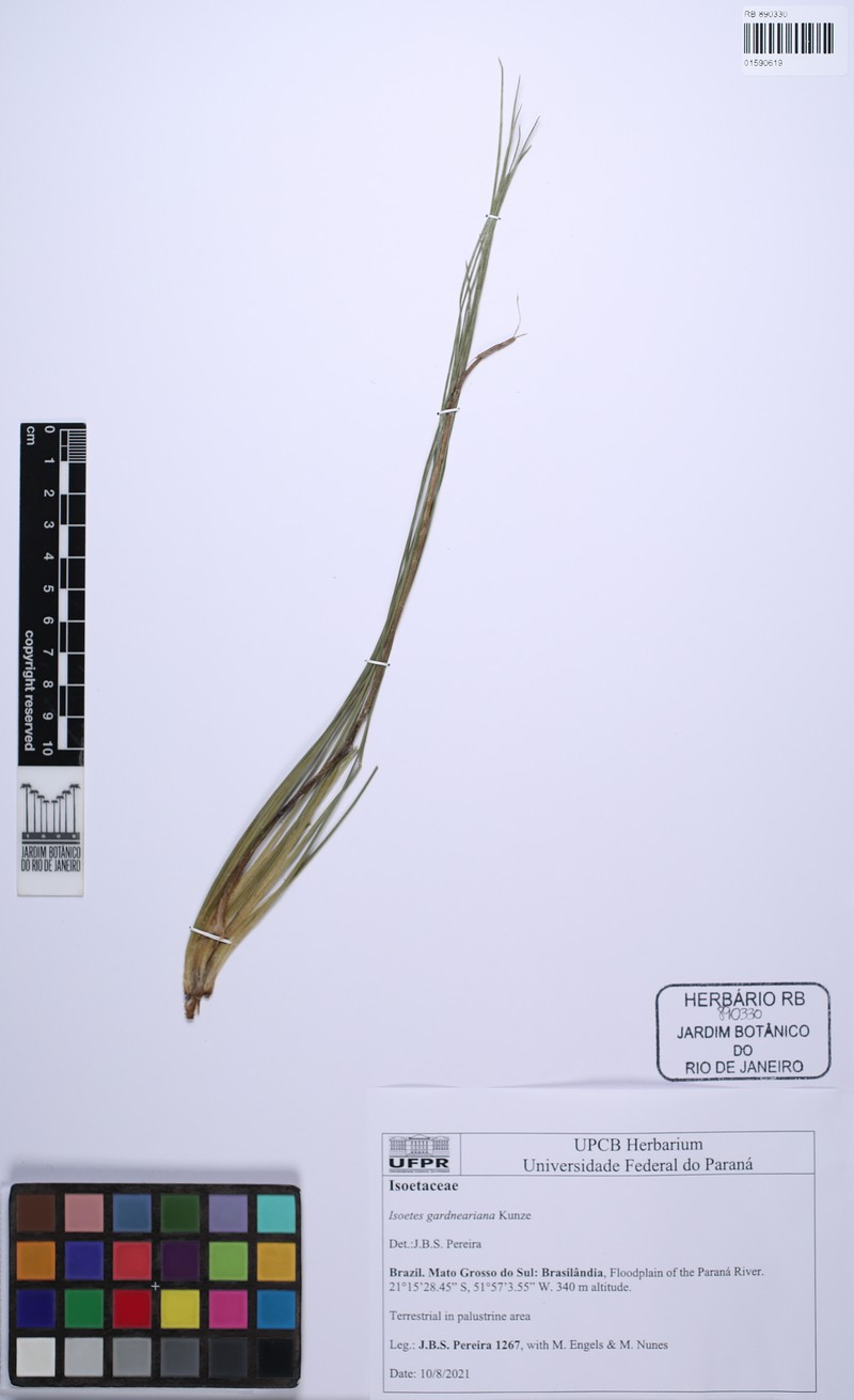 Isoetes gardneriana photo 3