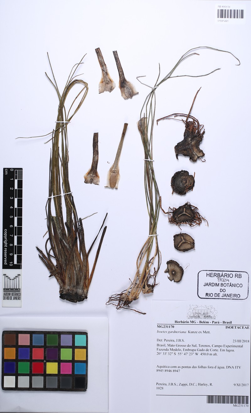 Isoetes gardneriana photo 4