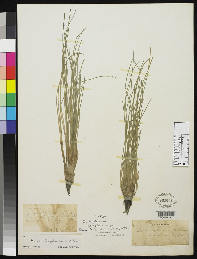 Georgia Quillwort