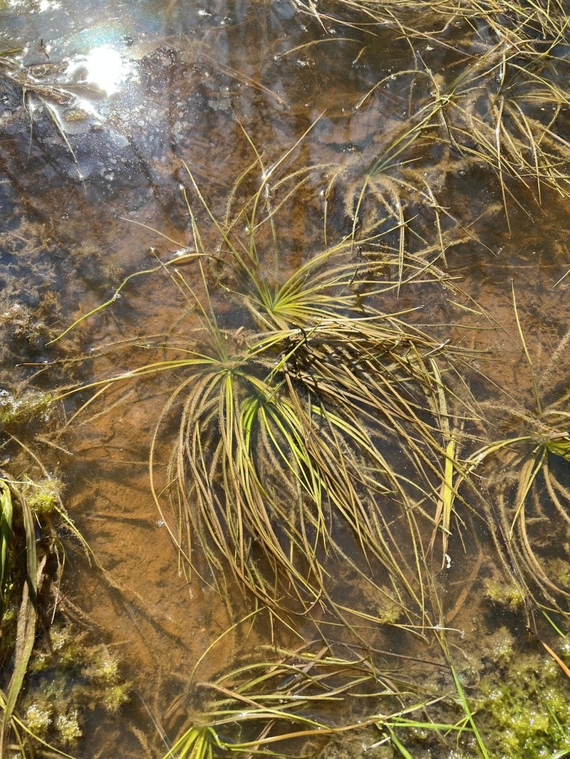 Georgia Quillwort