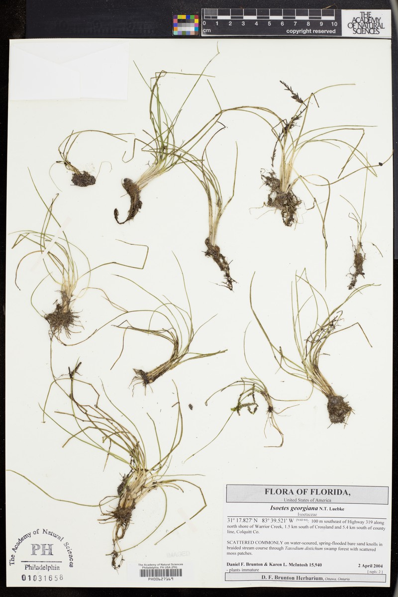 Georgia Quillwort photo 2