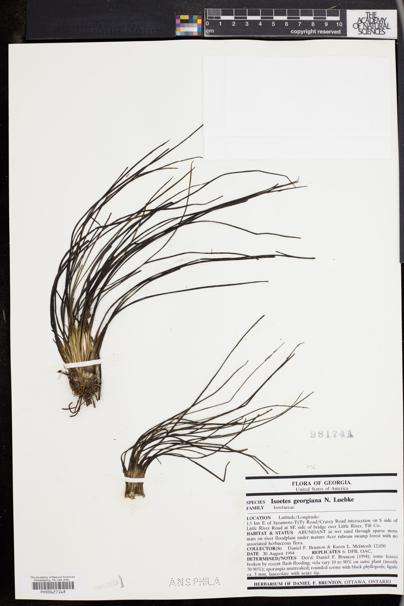 Georgia Quillwort photo 3
