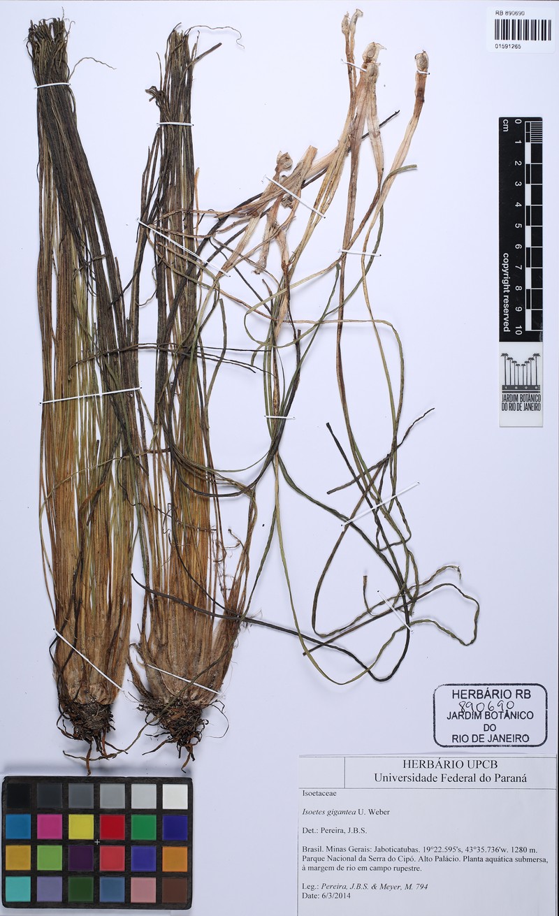 Isoetes gigantea