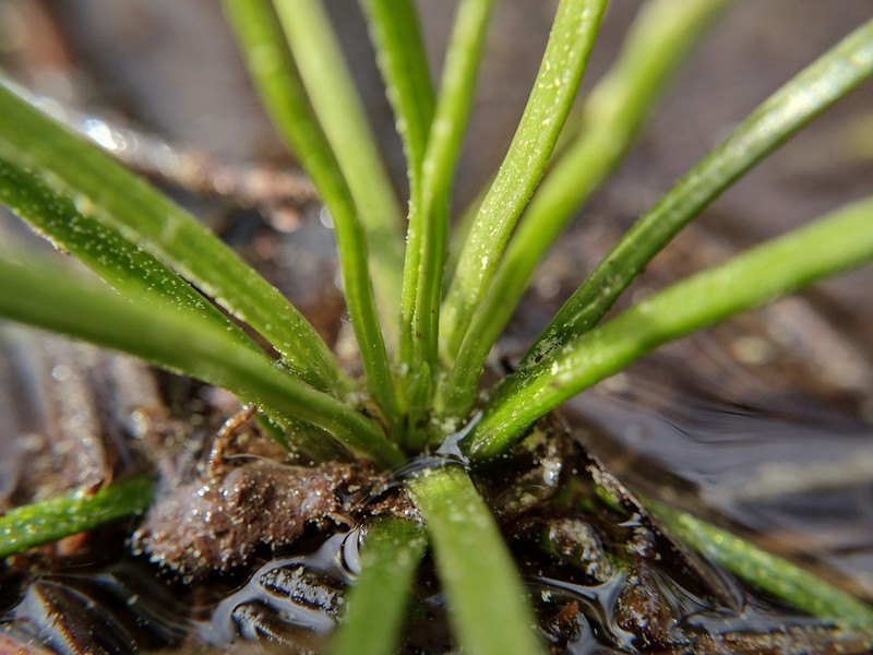 Isoetes graniticola