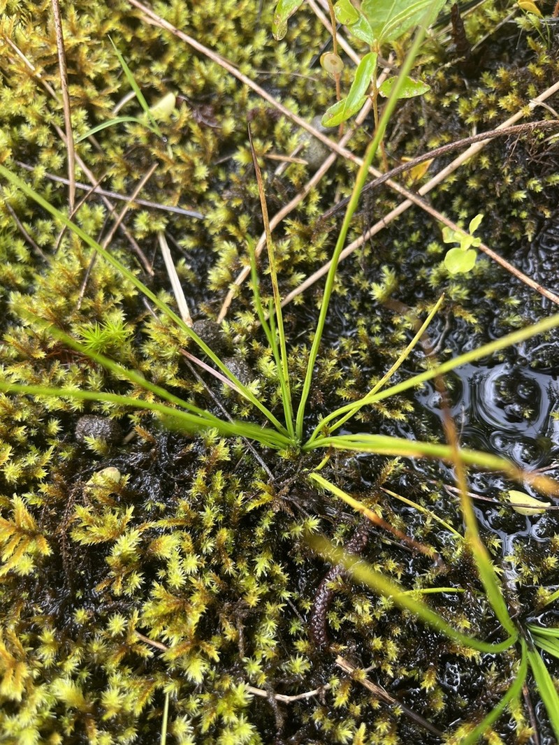 Isoetes graniticola photo 3