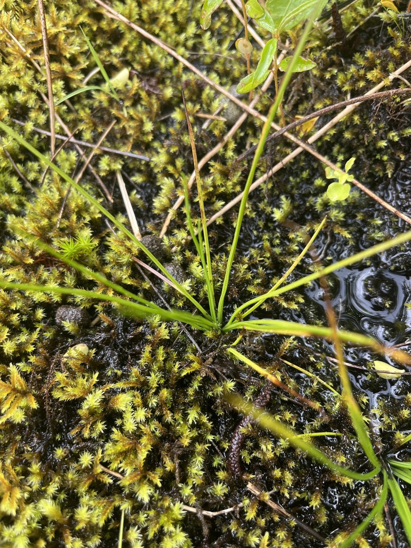 Isoetes graniticola photo 5