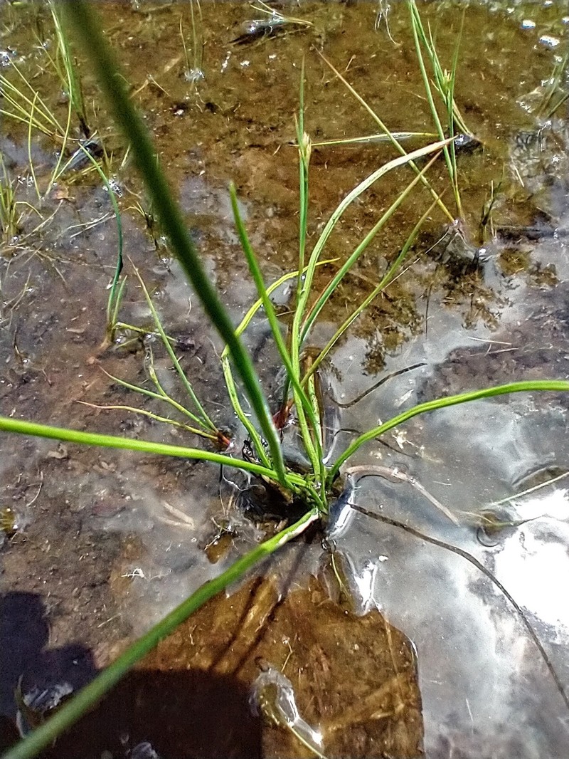 Isoetes graniticola photo 6