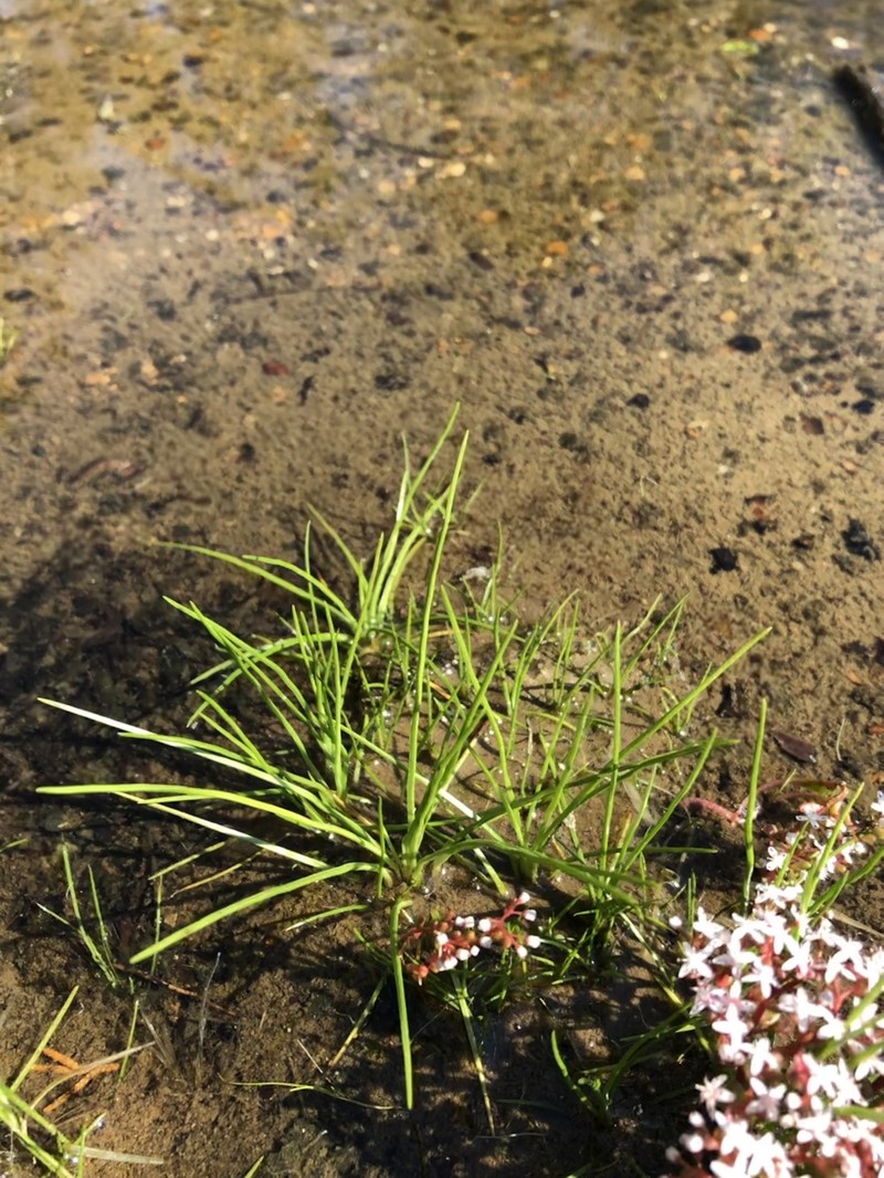 Isoetes graniticola photo 7