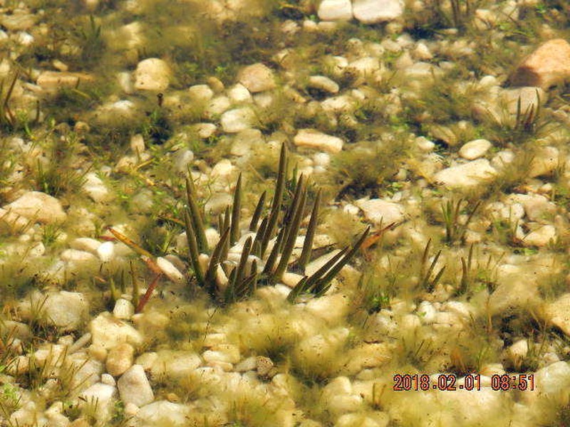 Isoetes gunnii