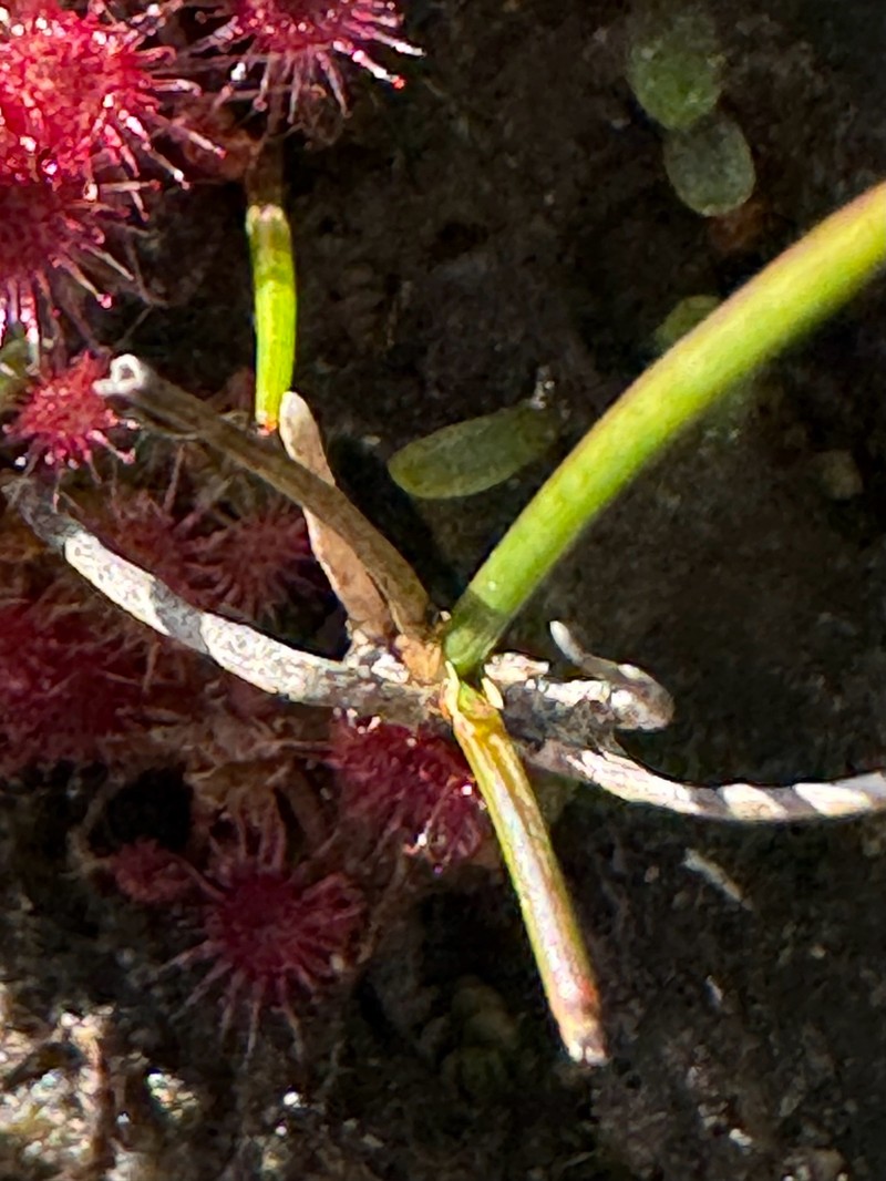 Isoetes gunnii photo 3