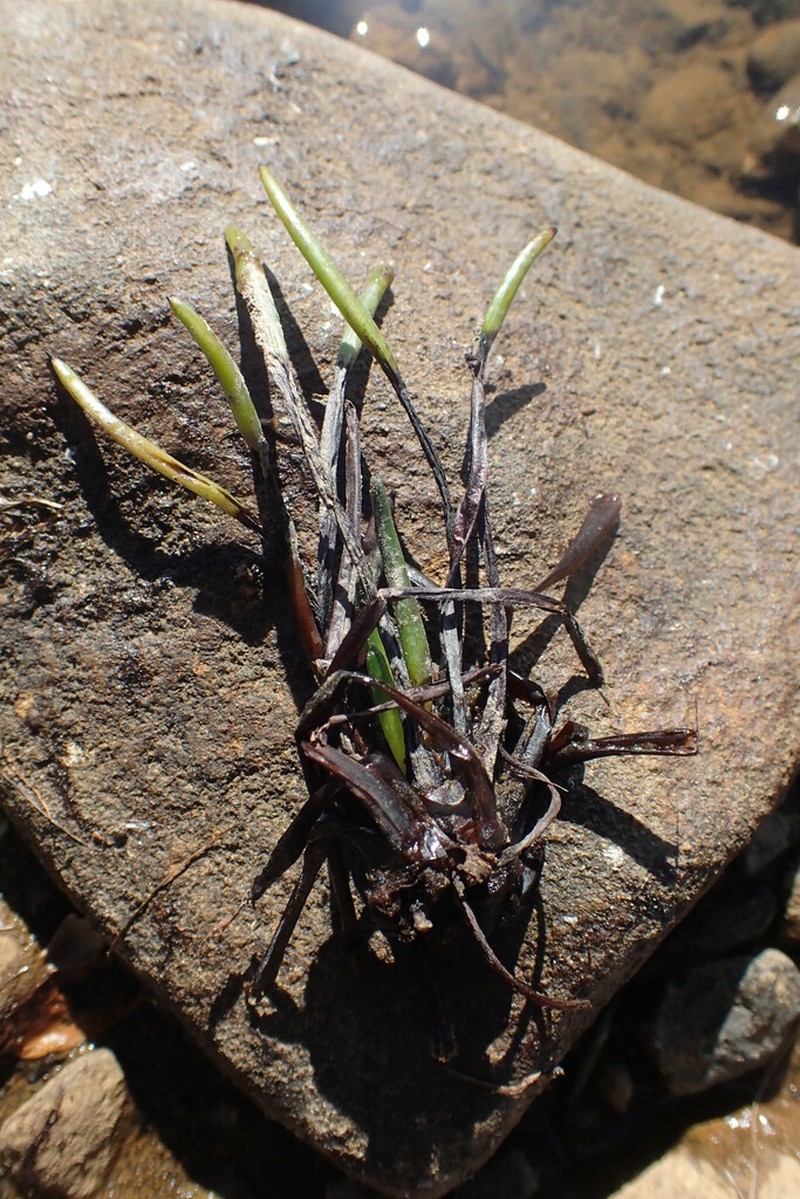 Isoetes gunnii photo 4