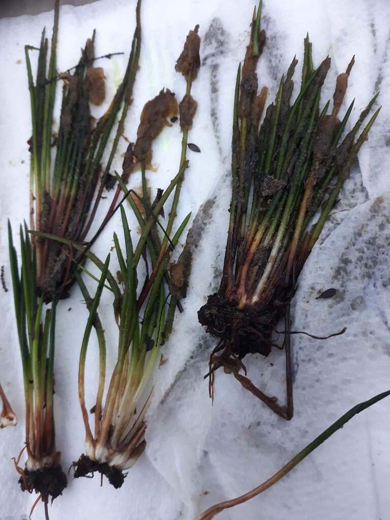 Isoetes gunnii photo 6