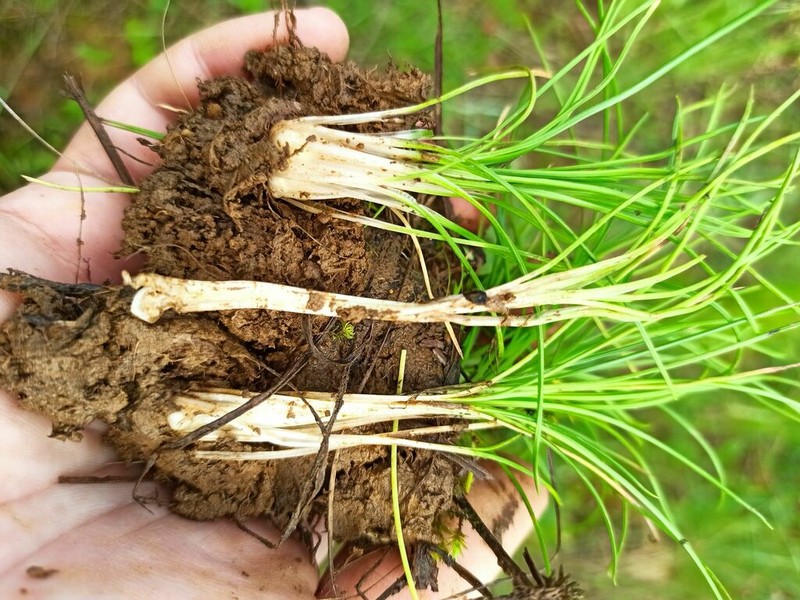 Isoetes gymnocarpa