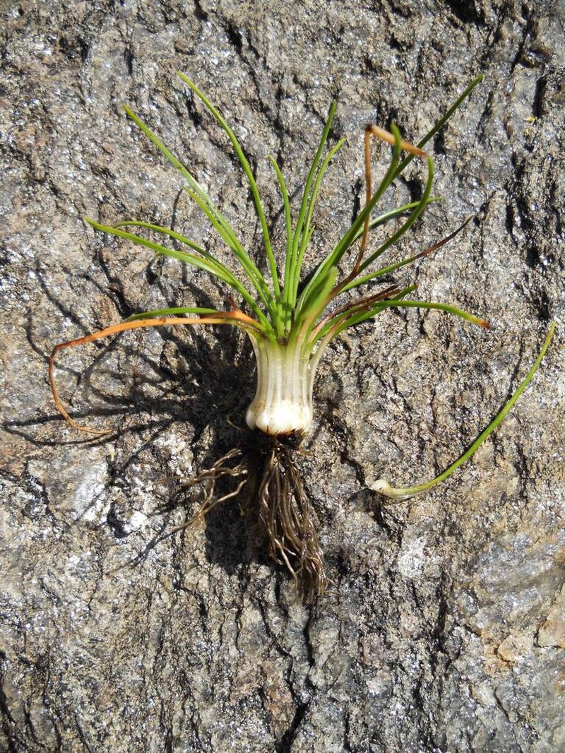 Isoetes gymnocarpa photo 2