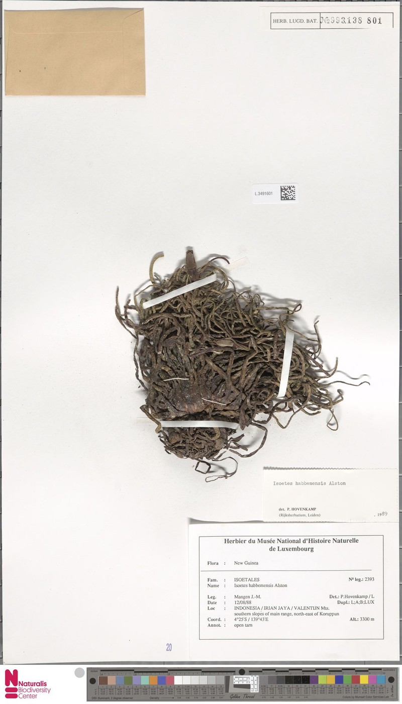 Isoetes habbemensis