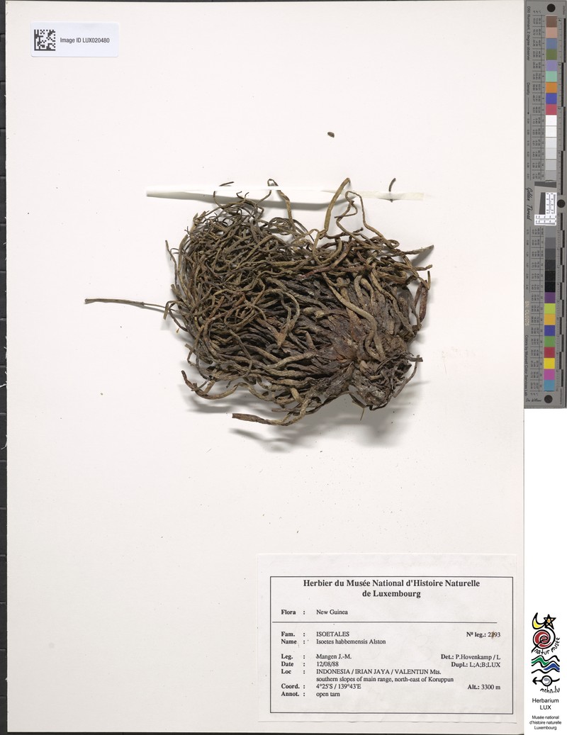 Isoetes habbemensis photo 2