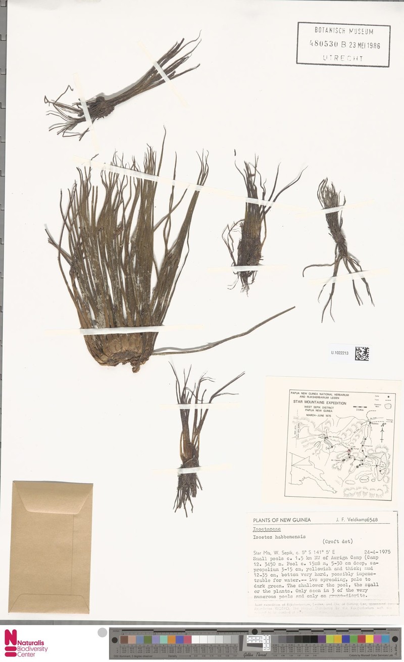 Isoetes habbemensis photo 4