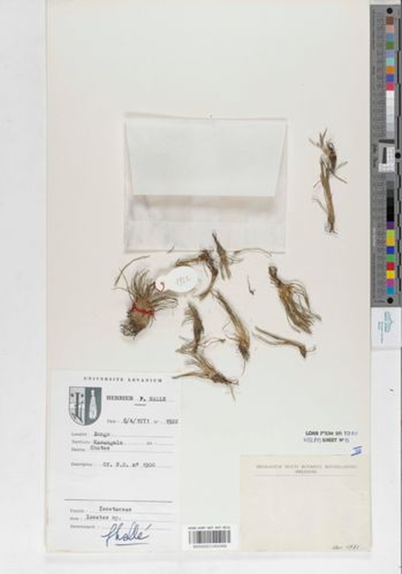 Isoetes hallei