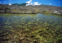 Hawai'I Quillwort