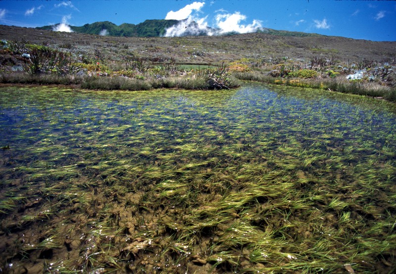 Hawai'I Quillwort