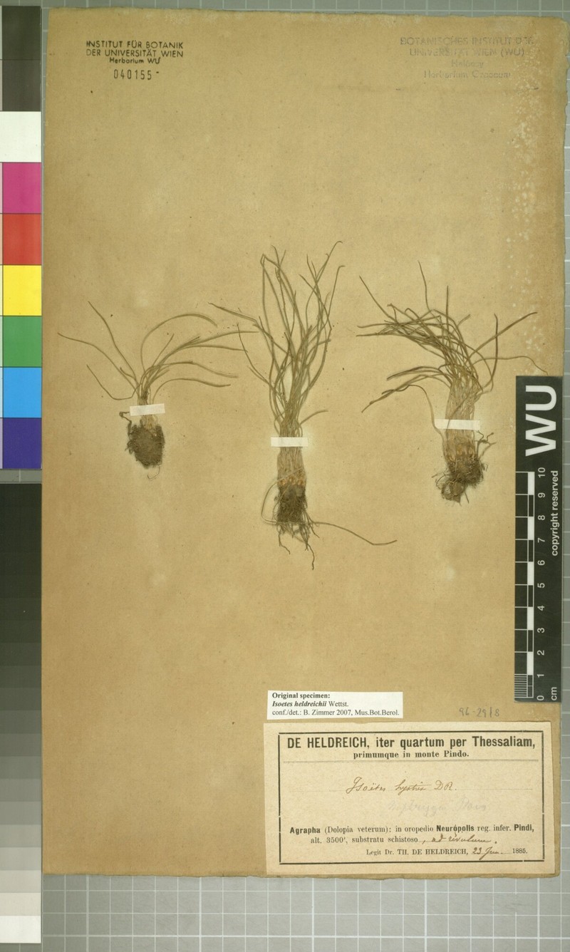 Isoetes heldreichii
