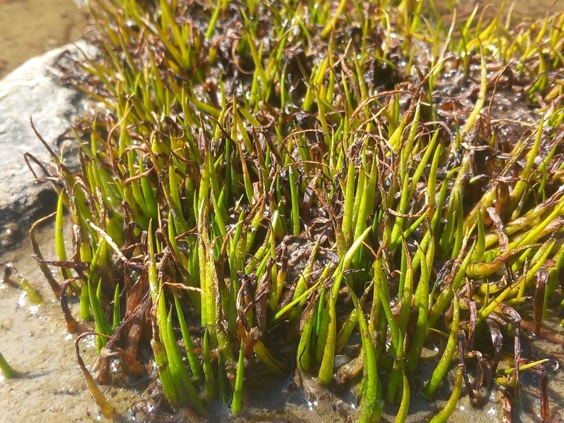 Isoetes herzogii photo 2