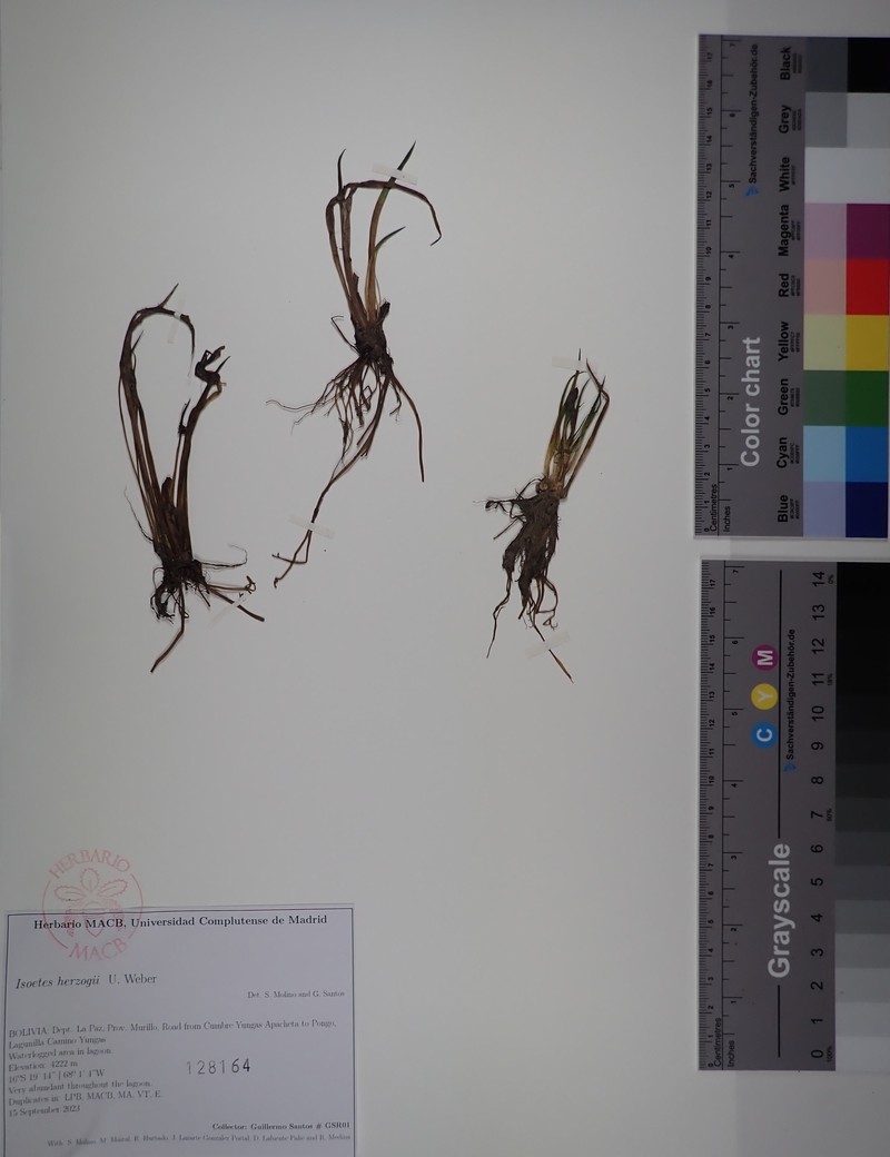 Isoetes herzogii photo 4