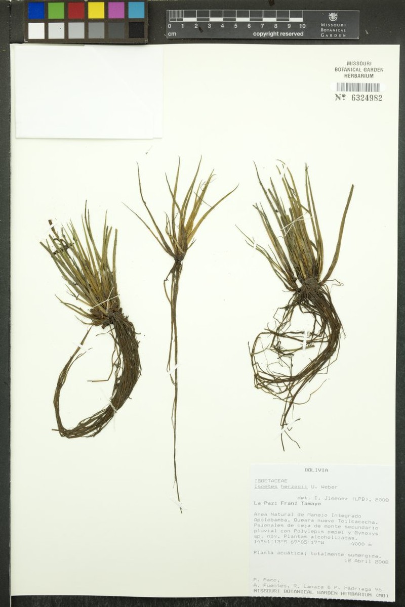 Isoetes herzogii photo 5