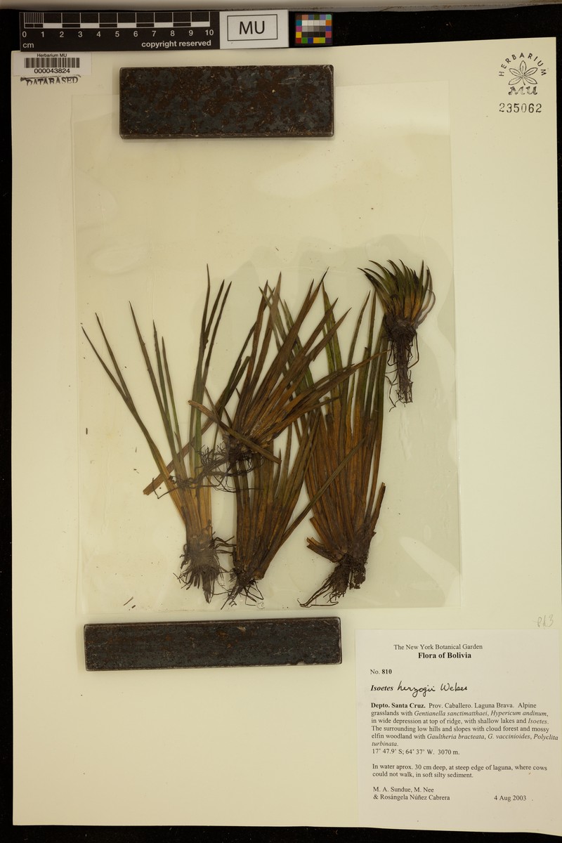 Isoetes herzogii photo 6