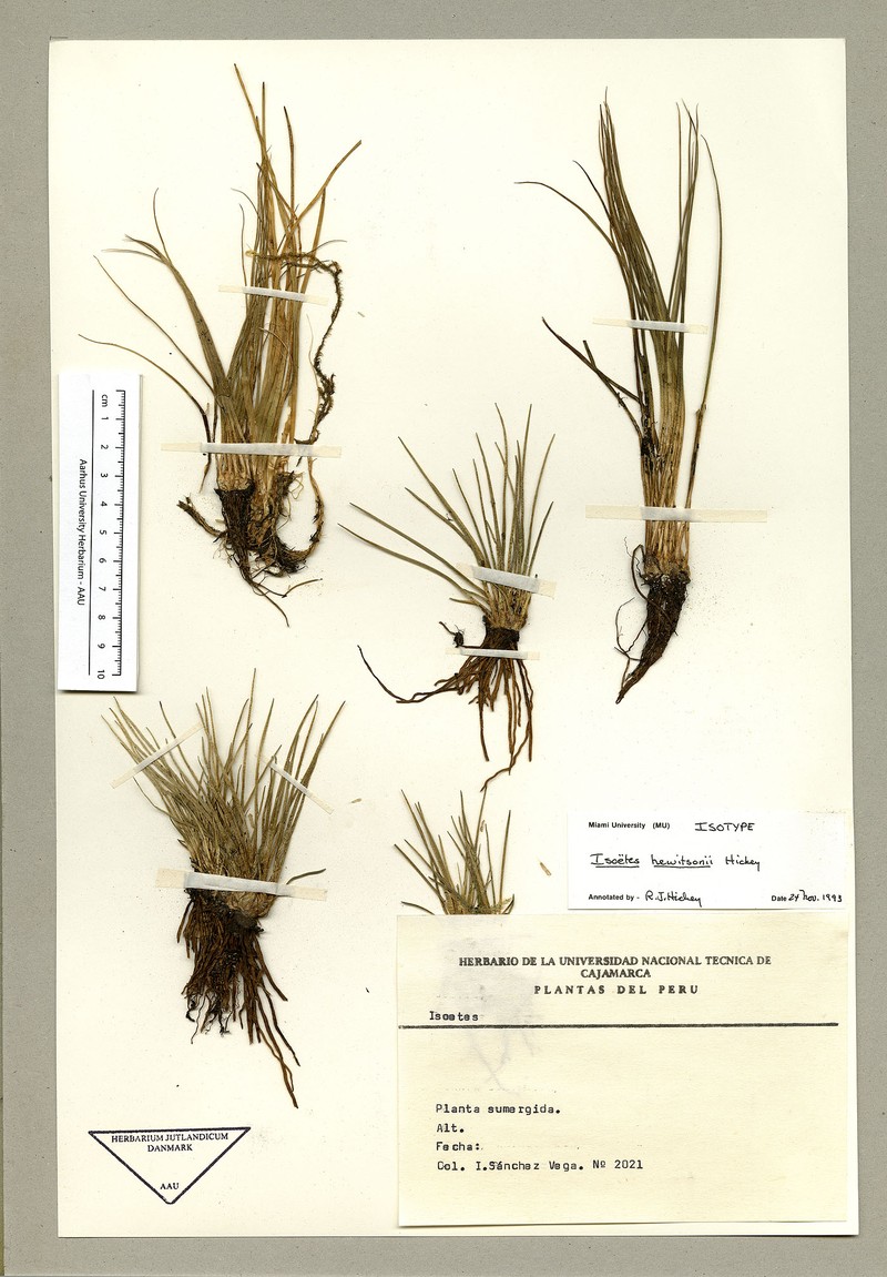 Isoetes hewitsonii