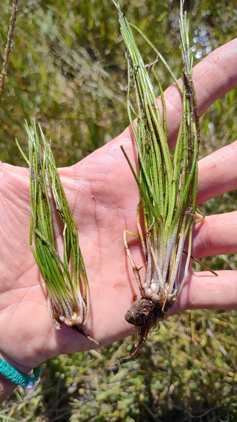 Isoetes hieronymi photo 6