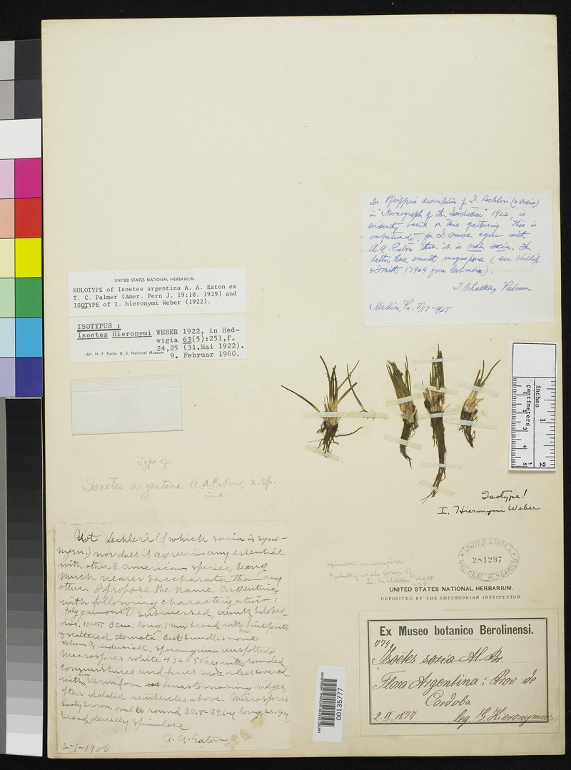Isoetes hieronymi