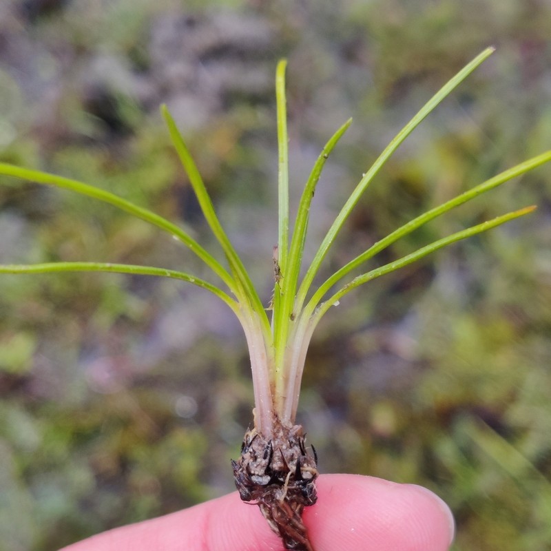 Isoetes histrix photo 3