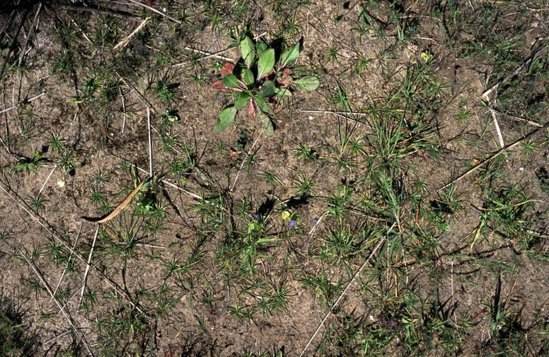 Isoetes histrix photo 4