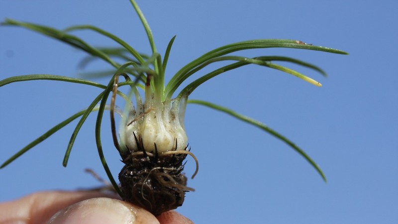 Isoetes histrix photo 5